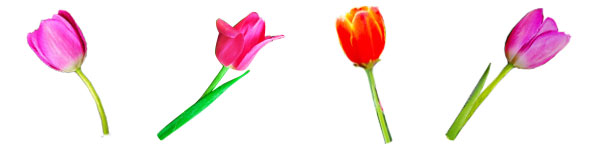 Picto Tulips Types ScS