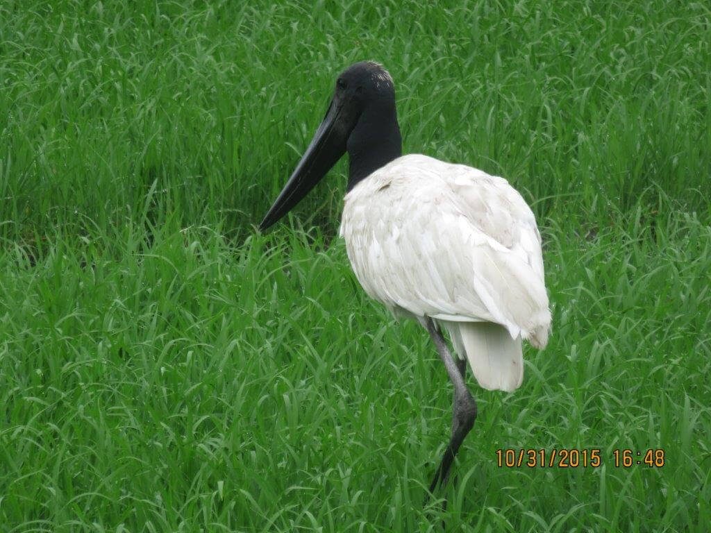 Viagem Especial Fazenda San Francisco Pantanal 2015